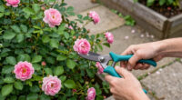 Sonnet for the Tendered Garden